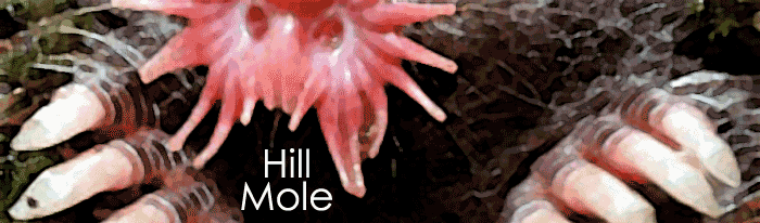 Hill Mole